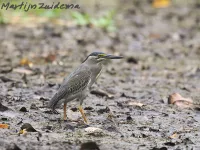 Javaanse mangrovereiger [Butorides striata javanica]